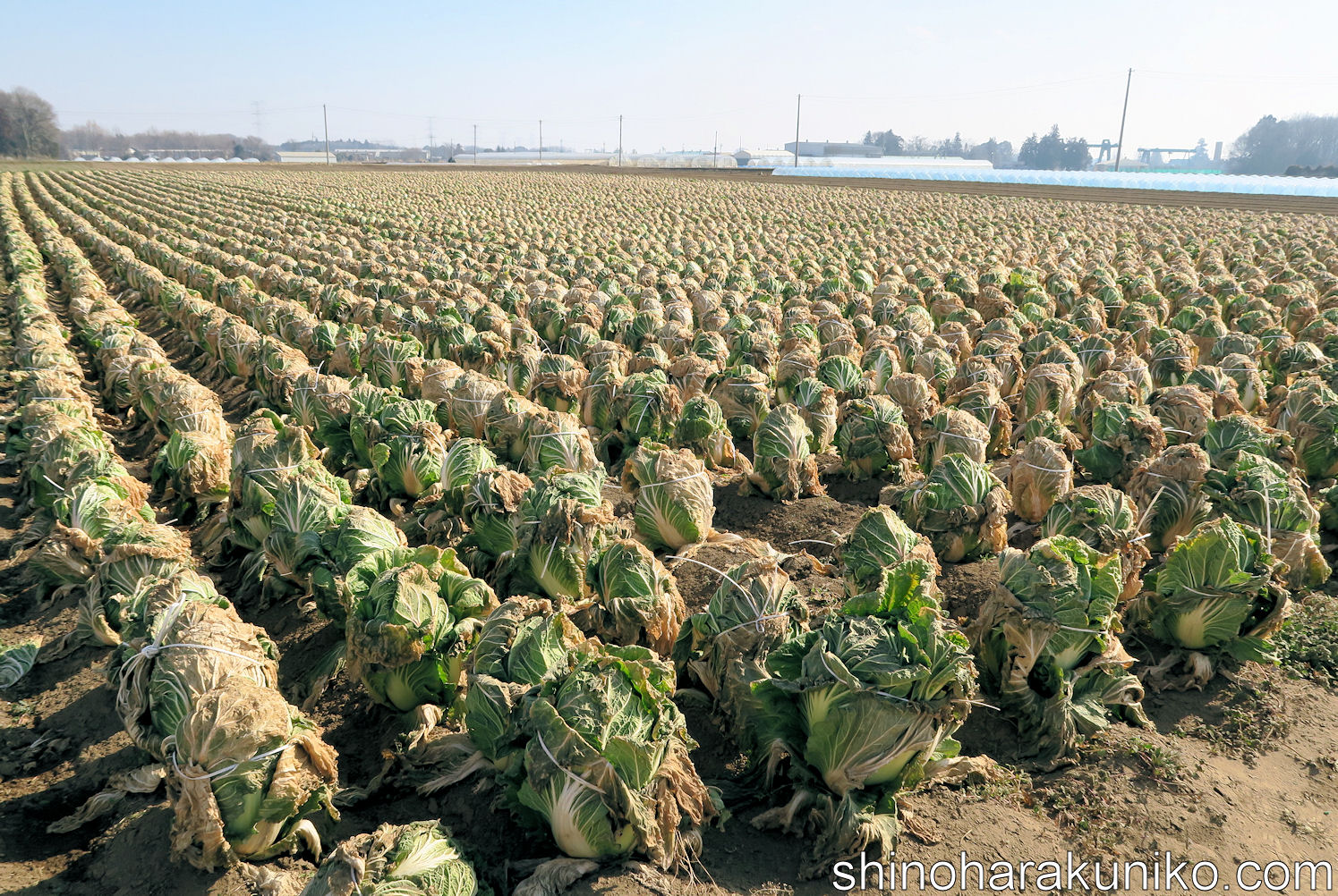 野菜ジャーナリスト 篠原久仁子webマガジン 畑からの伝言帖